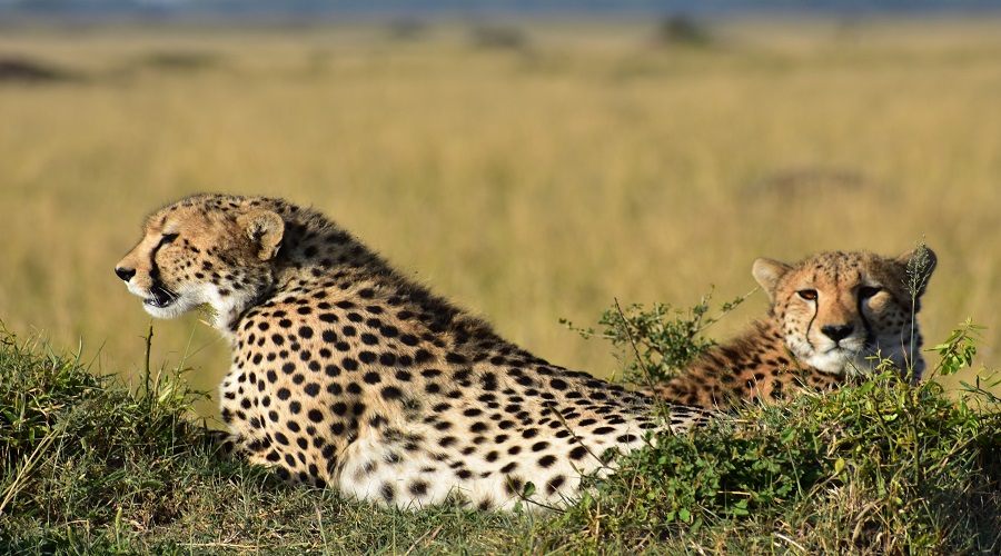 9 day flying safari from arusha to serengeti and ngorongoro
